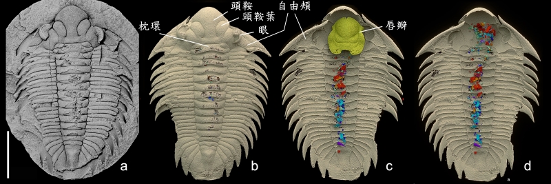 圖1 波西米裂肋蟲。a，結核的內模。b-d，標本的背側 (b)、腹側 (c)、移去唇瓣的腹側 (d) 的微斷層掃描影像。消化道填充物為紅色和藍色。比例尺，10 毫米。（修改自Kraft P. et al 2023）