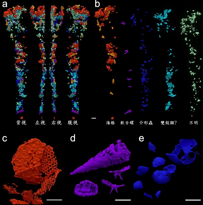 圖2 消化道內容物。a：完整消化道內容物的掃描模型。b：不同種類在消化道的分布狀況(背視)（海樁的邊緣板為橘色、中央板為紅色）。c：海樁類棘皮動物中央板的細部構造。d：軟舌螺的側視圖（最上）、橫切面（左下）和帶有主突的口蓋碎片（右下）。e：介形蟲的殼。比例尺，1 mm (a、b)，500 μm (c–e)。（修改自Kraft P. et al 2023）
