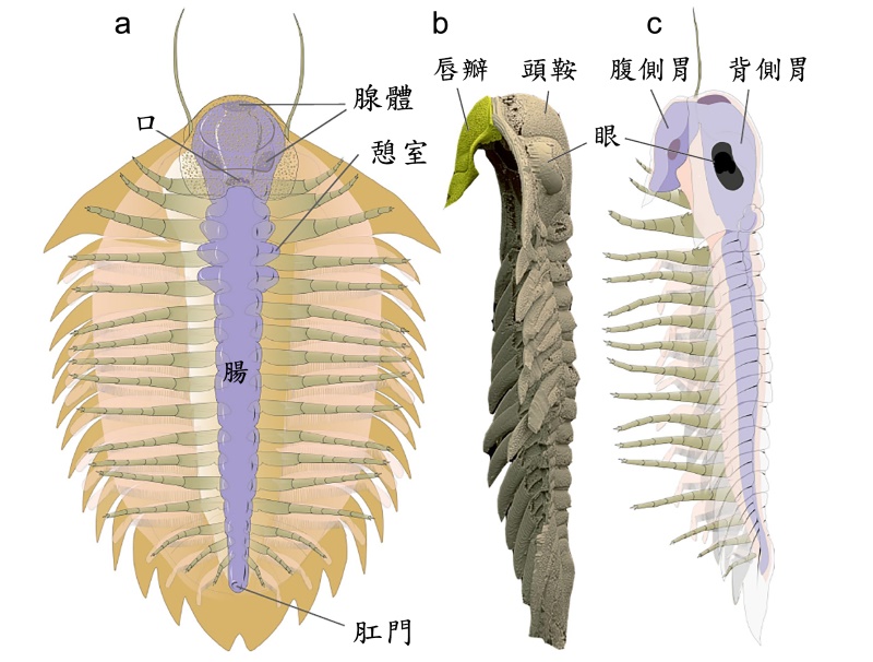 圖4 波西米裂肋蟲消化道構造的復原圖。a：腹面觀。b、c：外骨骼掃描模型的左側視圖，其中唇瓣重建為生活位置 (b) 和消化道重建 (c)。為了清晰起見，運動（包括脊椎）和呼吸附件被抑制。a和c中的下體是透明的； c中的外骨骼是透明的。（修改自Kraft P. et al 2023）