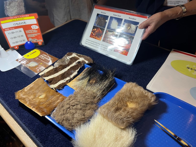 導覽志工使用標本及英文圖卡介紹動物的毛髮。（圖／李紹輔）