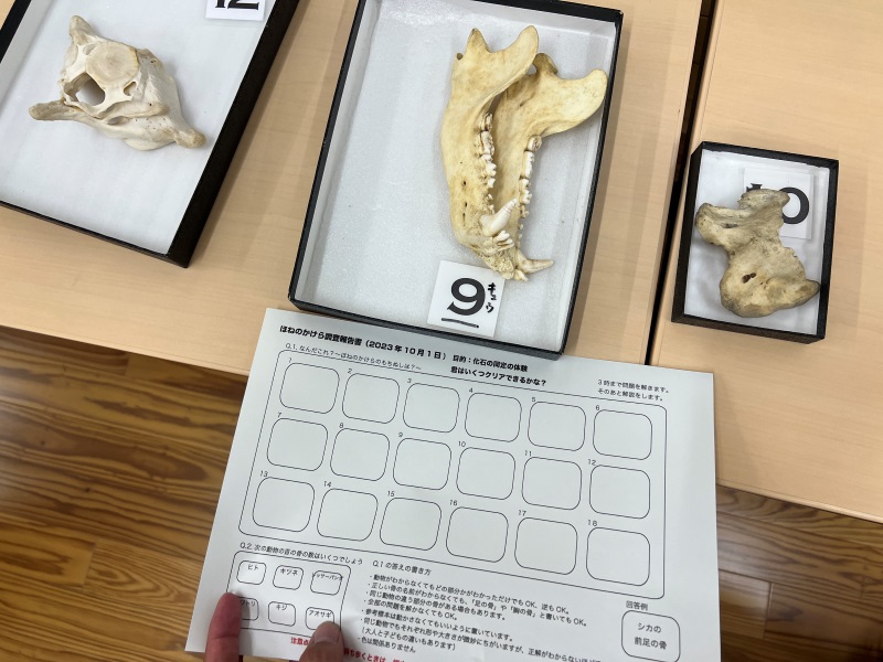 藉由動物骨骼零件標本盒及學習單來認識是哪一種動物。（圖／李紹輔）