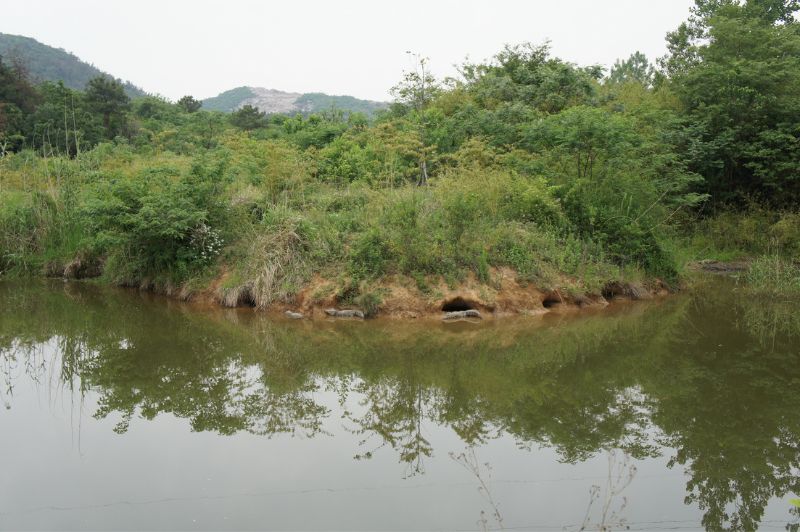 揚子鱷在水邊挖掘的洞穴，往內延伸可長達25公尺。