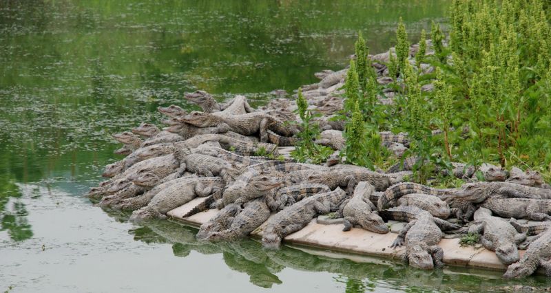 春天時節養鱷場中於岸邊取暖的揚子鱷群