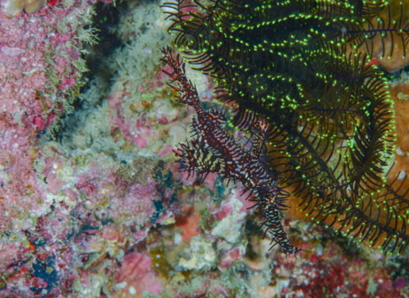 與本氏海齒花共棲的細吻剃刀魚，具有細膩的條紋斑點。