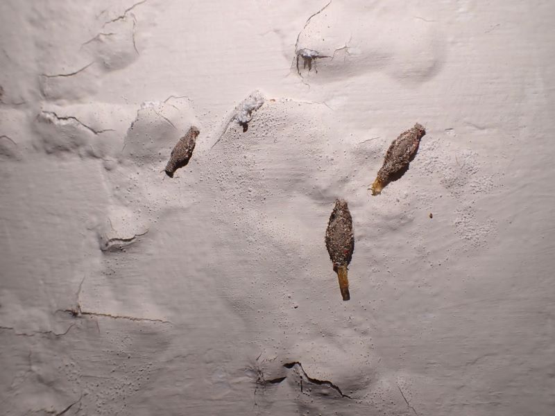 在較潮濕的牆壁上出現的大量家衣蛾幼蟲。（圖／詹美鈴）