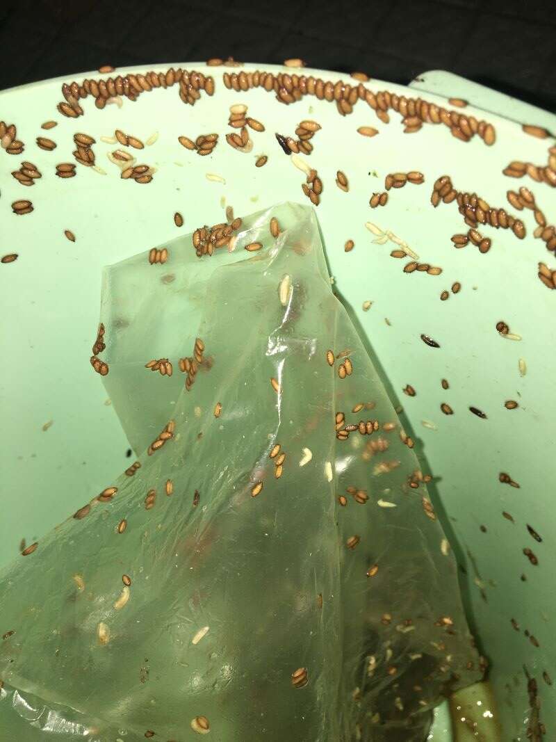 大量的蚤蠅幼蟲在塑膠袋與垃圾桶上爬行與化蛹。（圖／詹美鈴）