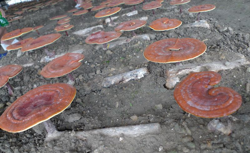 中國大陸常以仿生態法栽培靈芝，菌種接種於段木再覆土。