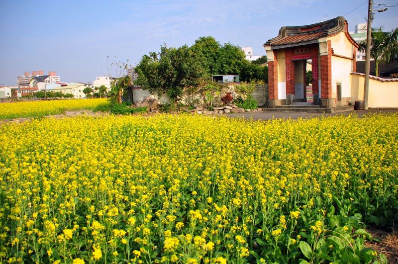鮮黃耀眼的油菜花田是臺灣田間冬季的美麗風景(攝於臺中市南屯區中和里)。(圖／廖仁滄)