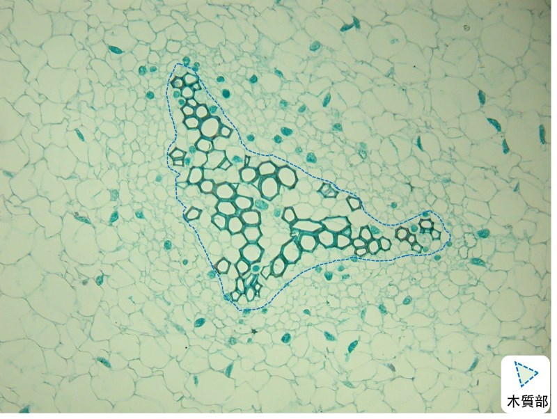松葉蕨（Psilotum sp.）莖橫切面中虛線內是維管束的木質部，細胞壁厚者是管胞。（圖／邱少婷）