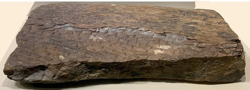 鱗木（Lepidodendron sp.）化石具有排列似鱗片狀的葉痕。（圖／邱少婷）