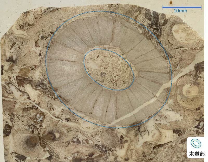 疏木化石撕片呈現鱗木、石根的橫剖面，雙虛線間是維管束的木質部。（圖／邱少婷）