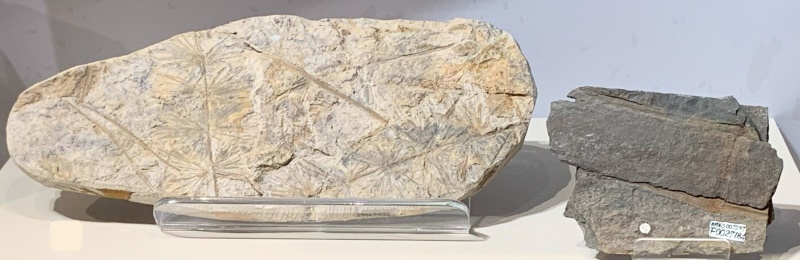 左為楔葉科化石（Sphenophyllaceae），右為蘆木化石（Calamite sp.），節間具明顯差別。（圖／邱少婷）