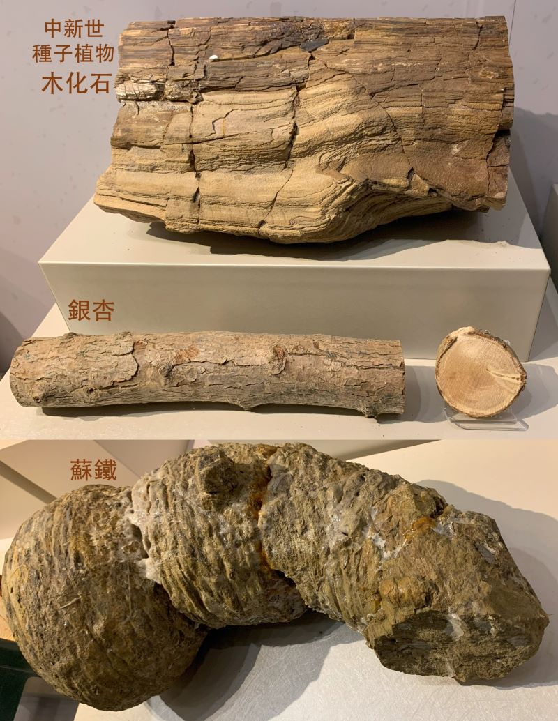 蘇鐵化石、銀杏枝塊、中新世種子植物木化石。（圖／邱少婷）