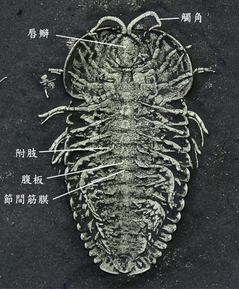 黃鐵礦化伊氏三分節蟲的腹側形態，標本出自化石寶庫Beecher’s trilobite bed，奧陶紀。（取材自AMNS）