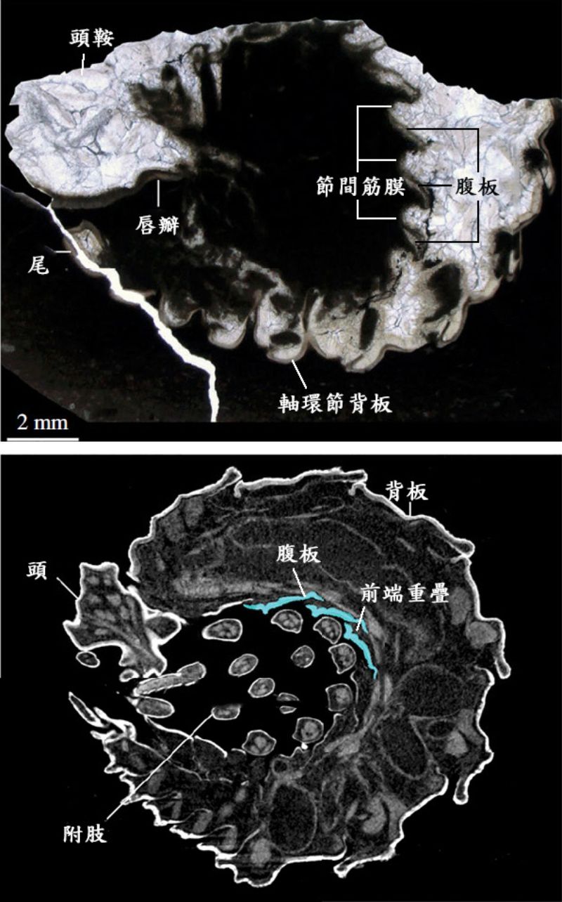 圖上是一個完全捲曲的角尾三葉蟲的中軸縱剖面；標本的外圍可見頭鞍、軸環節和尾部，腹側有唇瓣。一系列傾斜的薄片構造是牠的腹板，腹板間的節間筋膜被拉開，腹板前端向下傾斜，伸入前一腹板下方，形成部分重疊。圖下是一隻捲曲的現生等足類動物的縱剖面，其腹板（藍色所示）前端明顯疊在前一腹板的下方。（修改自https://royalsocietypublishing.org/doi/10.1098/rspb.2023.2212）