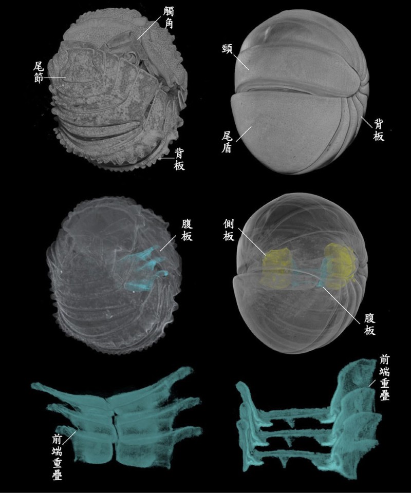 捲曲的等足類動物（左）和球馬陸（右）的微電腦斷層掃描影像，可見到牠們腹板的向前傾斜疊置，使身體緊密捲曲。最下列是等足類動物和球馬陸三個體節的腹板，等足類動物的腹板是成對的矩形板，而球馬陸的腹板略呈許願骨形。藍色標示為腹板，黃色為側板。（修改自https://royalsocietypublishing.org/doi/10.1098/rspb.2023.2212）