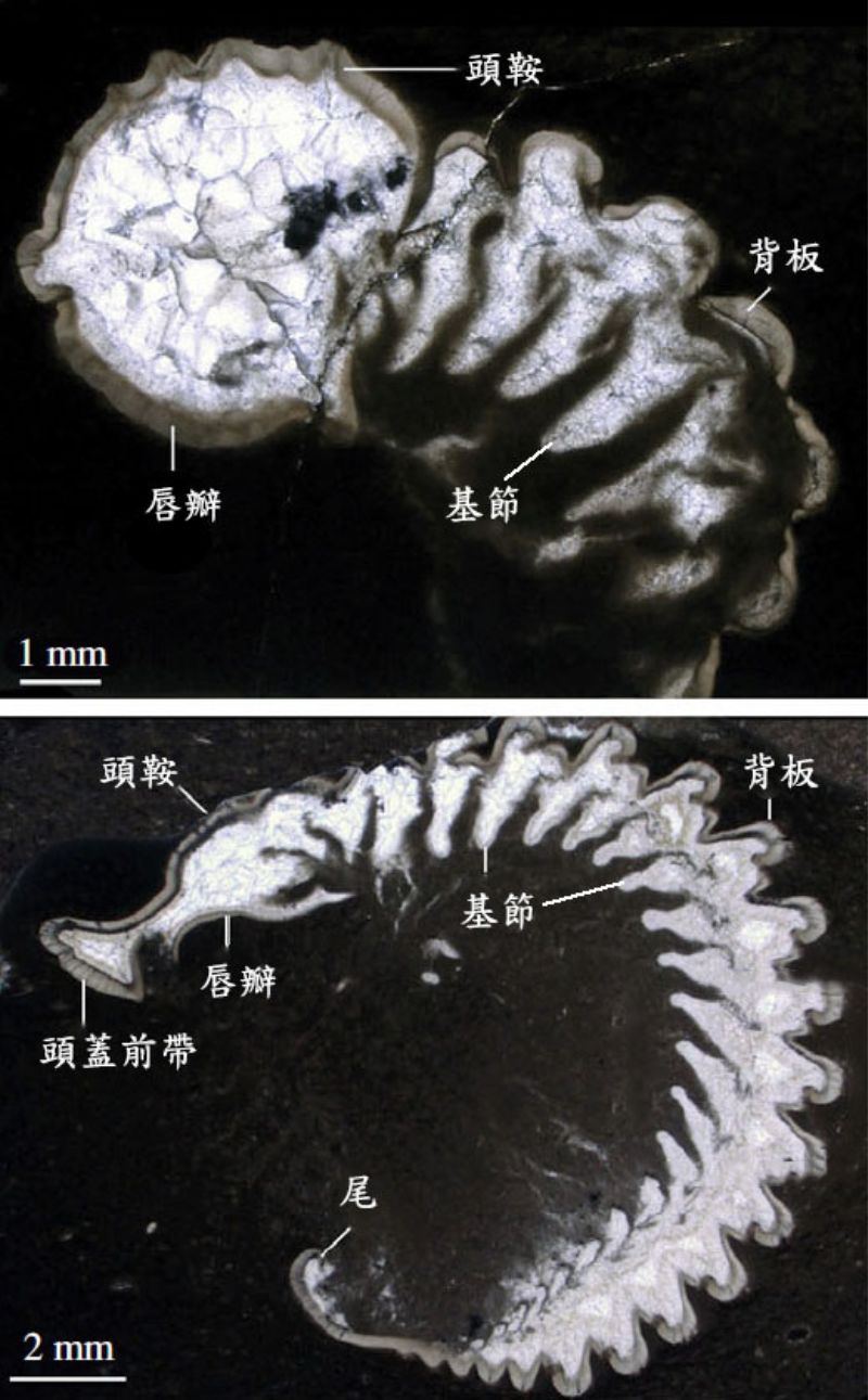 身體捲曲不完全的角尾蟲（上）和曲隱頭蟲（下）的縱剖面，兩件標本都切過附肢。照片中每個背板下方均對應一個楔形構造，這一系列的楔形構造即是附肢的基節，它們朝內側逐漸變尖，質地與背板顯著不同，背板輪廓清晰且緻密，凸顯出這些部分原本就是碳酸鈣質的外殼。（修改自https://royalsocietypublishing.org/doi/10.1098/rspb.2023.2212）