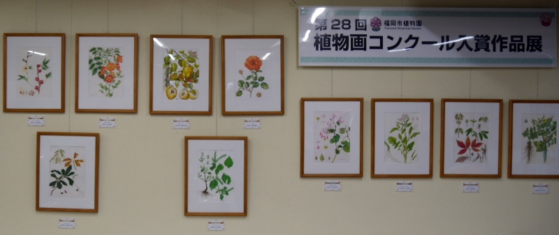 第28回植物繪畫得獎作品展示。（圖／胡維新）