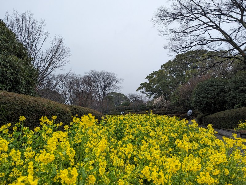 植物園大門入口的迎賓花壇。（圖／胡維新）