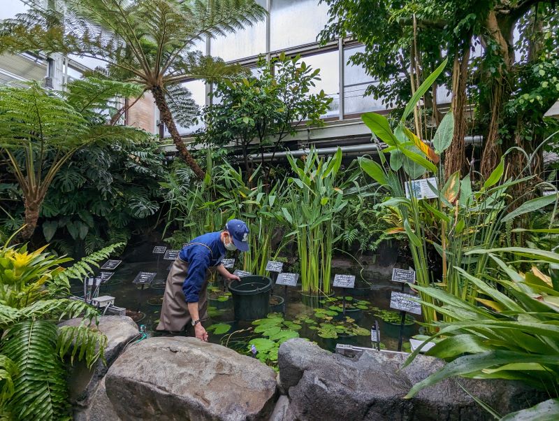 溫室中熱帶、亞熱帶水生植物展示。（圖／胡維新）