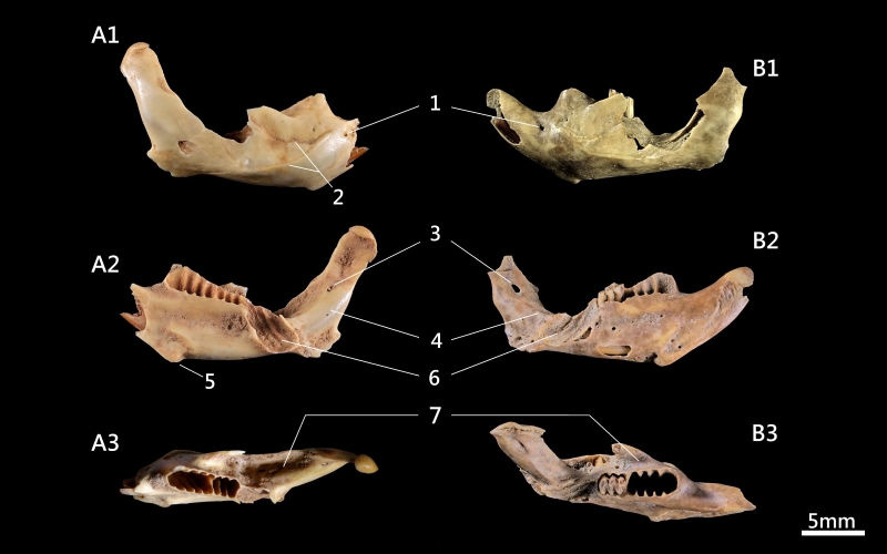 東方田鼠的下顎骨遺留。A來自於鹿寮遺址，B來自於菜園角遺址。（圖／陳彥君、黃琇娟）