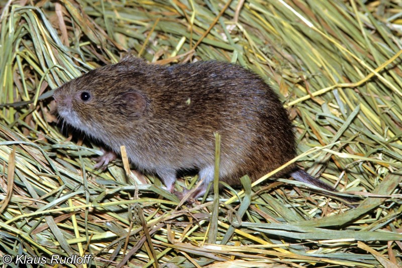 現生東方田鼠， the reed vole 。（圖／取材自Klaus Rudloff / Germany, Berlin, Tierpark/ kdrudloff@web.de）