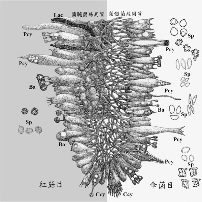 菌褶縱切面示意圖。Ba：擔子；Ccy：緣囊狀體；Pcy：側囊狀體；Lac：乳管菌絲；Sp：孢子。