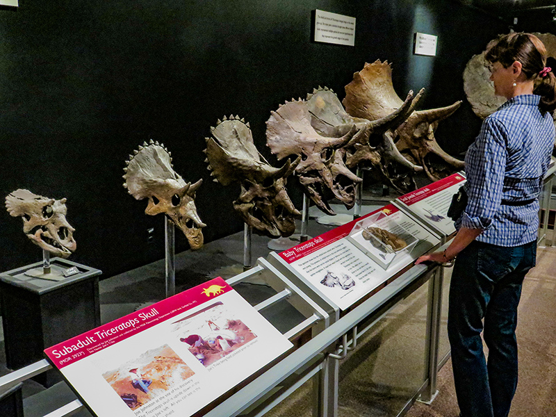 位於蒙大拿州波茲曼市（Bozeman）的洛磯博物館（Museum of the Rockies），擁有世界上為數最多的三角龍蒐藏。多到可以按照生長序列、年齡大小排列出來做展示。（圖／取材自Burley Packwood, under BY CC 4.0）