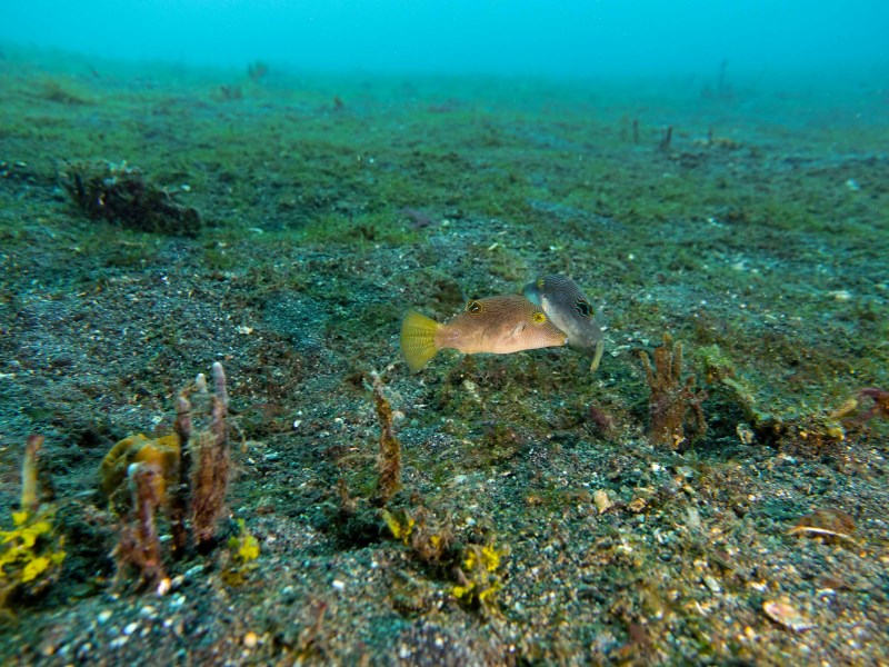 藍碧海峽典型海底景觀，在砂質海底上有許多小動物出沒。