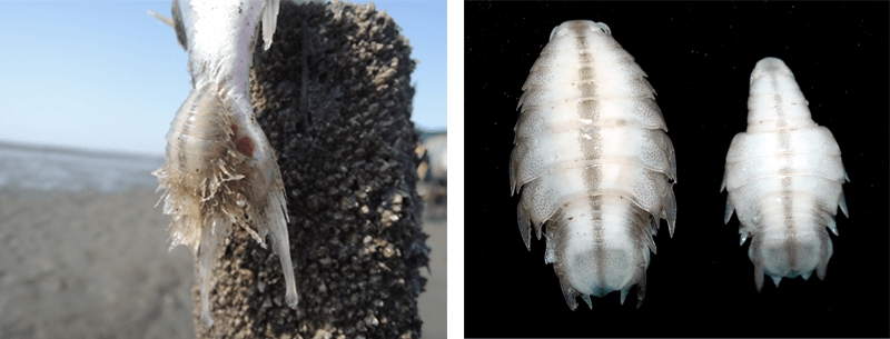 吸附在魚體表面的 Nerocila acuminata 尖甲水虱。（圖／李坤瑄）