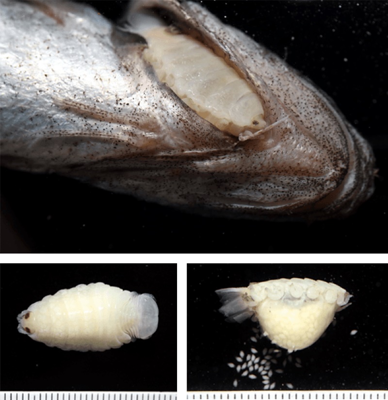 Cymothoa sp. 縮頭水虱常寄生在魚類口腔，甚至吃掉舌頭取而代之。（圖／李坤瑄）