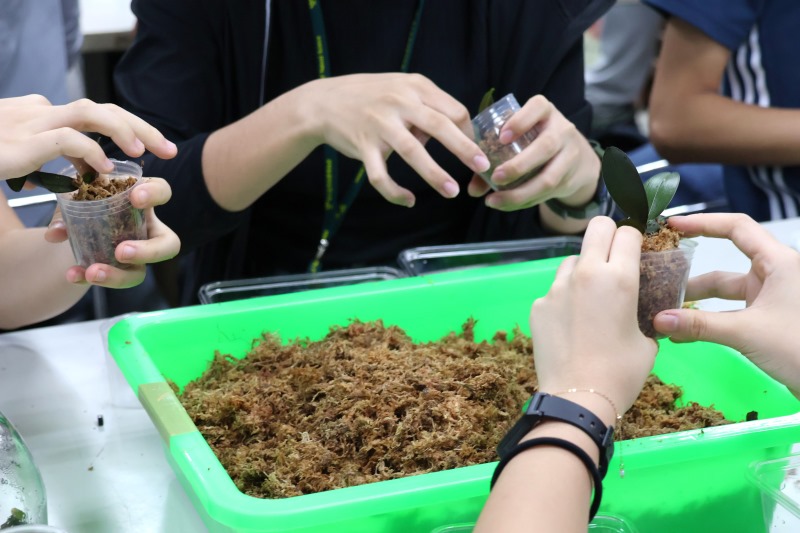 將泡濕的水苔用手擰乾，再輕輕包裹住蝴蝶蘭根部並放入軟盆中。