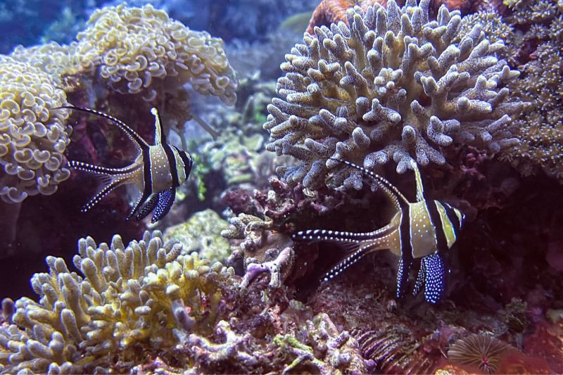 考氏鰭竺鯛原產於印尼，是全球頗受歡迎的觀賞水族魚種。（圖／黃興倬）