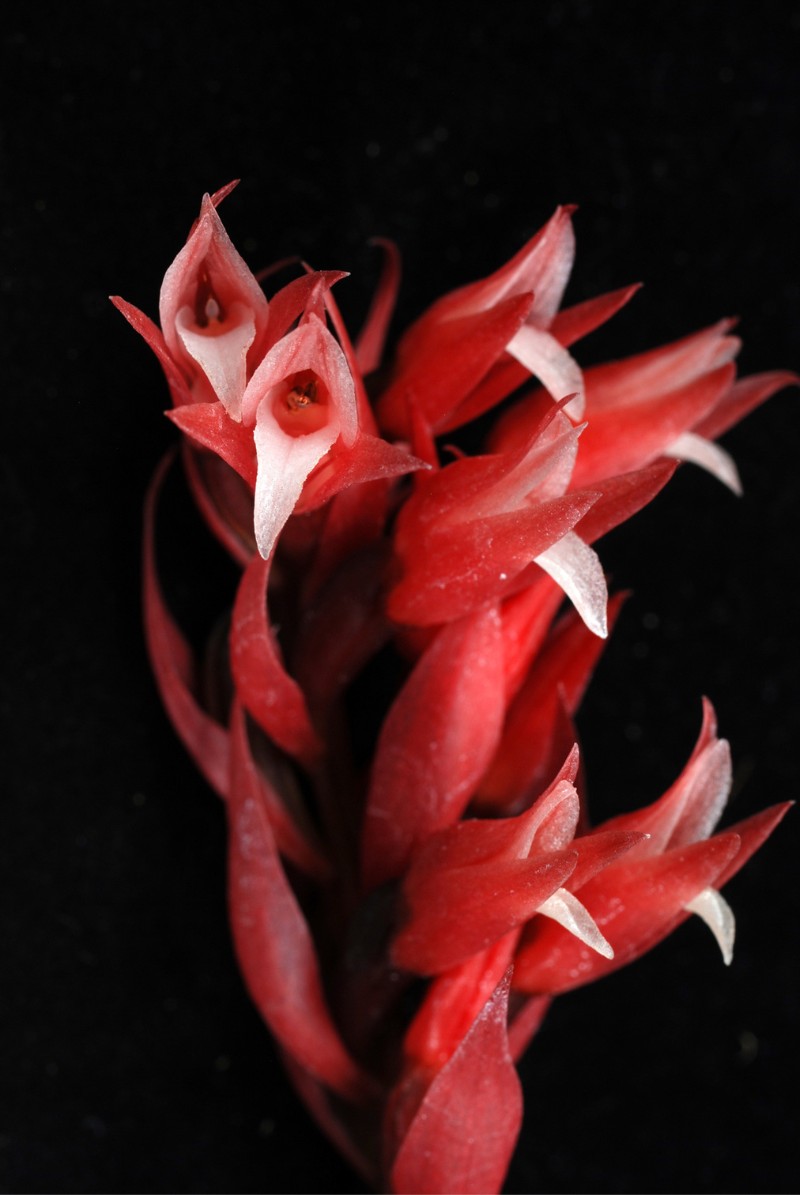 美花綬草（Stenorrhynchos speciosum）鮮紅色的花朵。