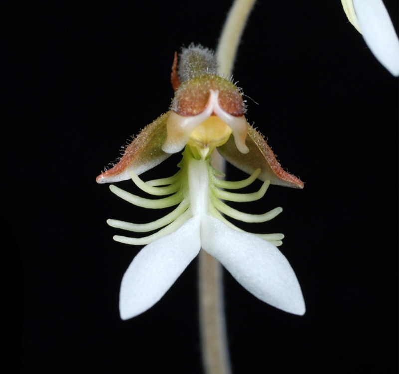 臺灣金線連（Anoectochilus formosanus）的花朵。