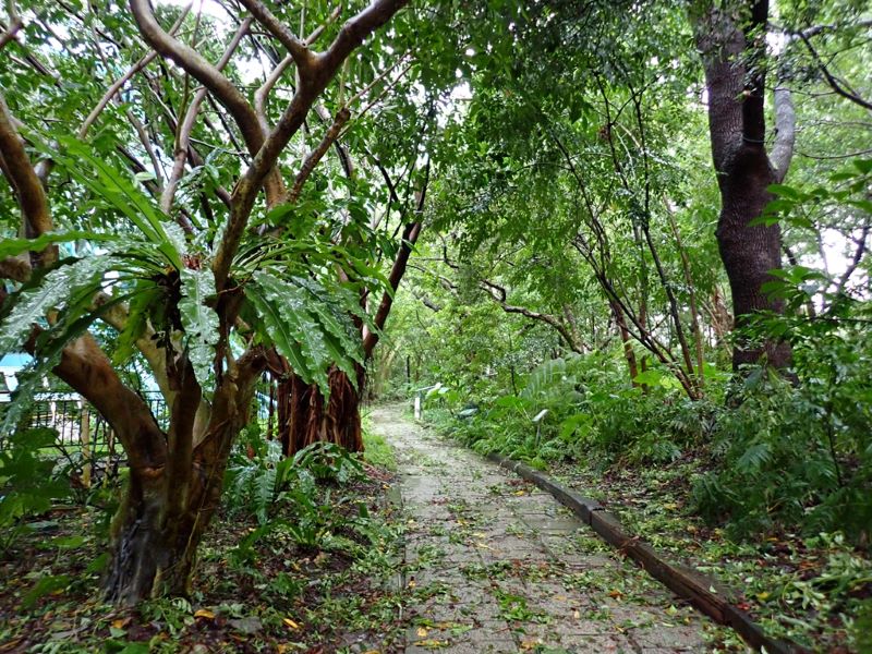 國立自然科學博物館植物園北部低海拔區景觀，可以看見許多蕨類植物。（圖／廖仁滄）