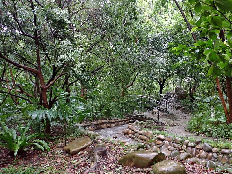 科博館植物園北部低海拔區的山溝溪谷區提供植物生長所需的豐沛水氣。（圖／廖仁滄）