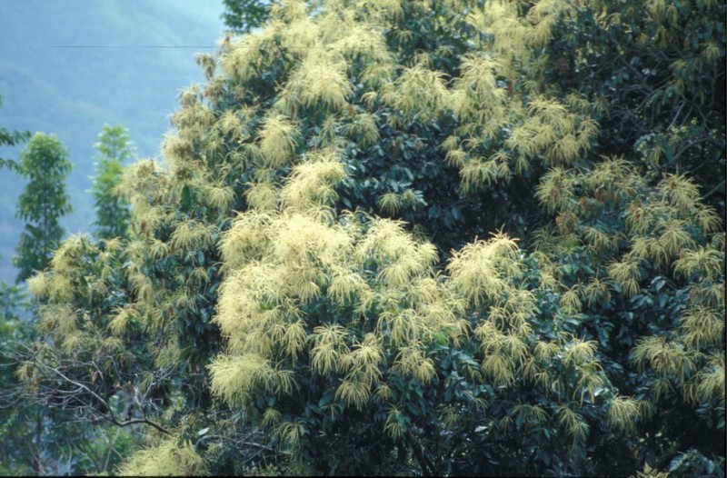 臺灣苦櫧盛花狀況