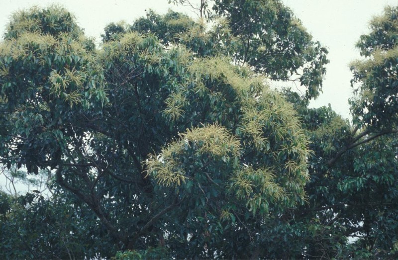 印度苦櫧盛花狀況