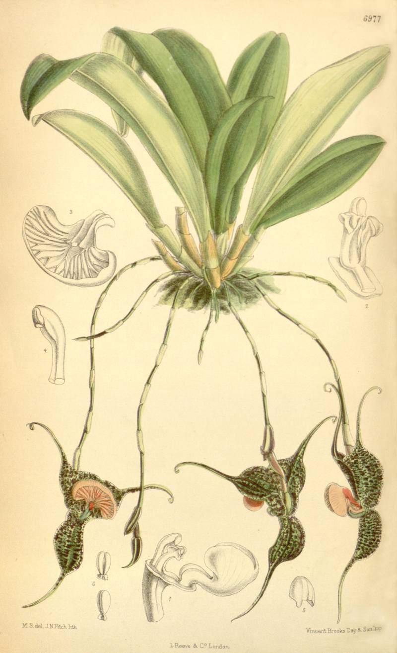 Dracula chestertonii 是哥倫比亞特有的蘭花,其屬名「Dracula」源自拉丁文「Draco」,意指小龍,用以形容該屬多數萼片(sepal)末端特有的長尾尖構造。此外,由於萼片的顏色和質地近似「虎皮蛙」的皮膚,英文俗名稱其為「frog's skin」。(圖/取材自 Wikimedia Commons)