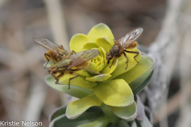 昆蟲前來「假花」取食。（圖／取材自Kristie Nelson, iNaturalist）