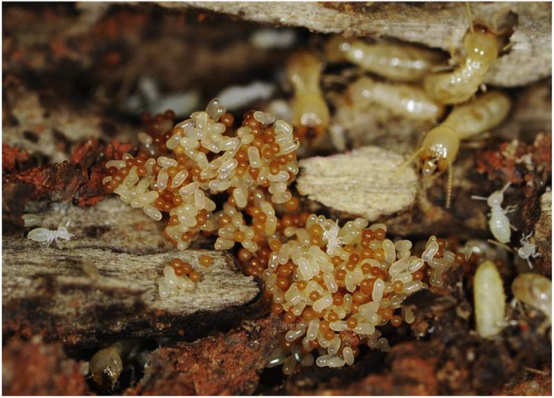日本的黃肢散白蟻(Reticulitermes flavipes)卵堆中發現的「白蟻球」。白蟻卵呈透明橢圓形,而白蟻球則為褐色球形。(圖/取材自Maekawa et al., Mycoscience, 2020)