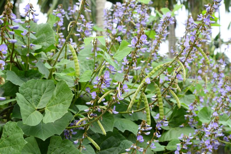 豆薯淺紫色的花很漂亮。（圖／王秋美）