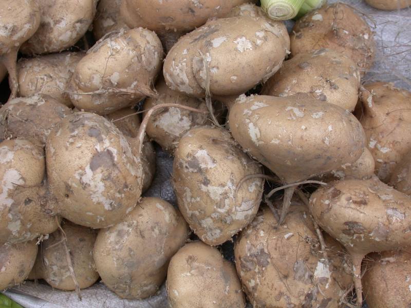 等待販售的豆薯。（圖／王秋美）