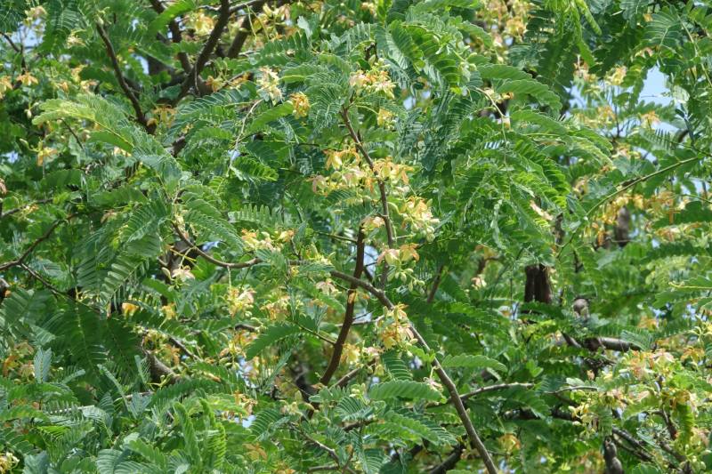 盛花的羅望子。（圖／王秋美）