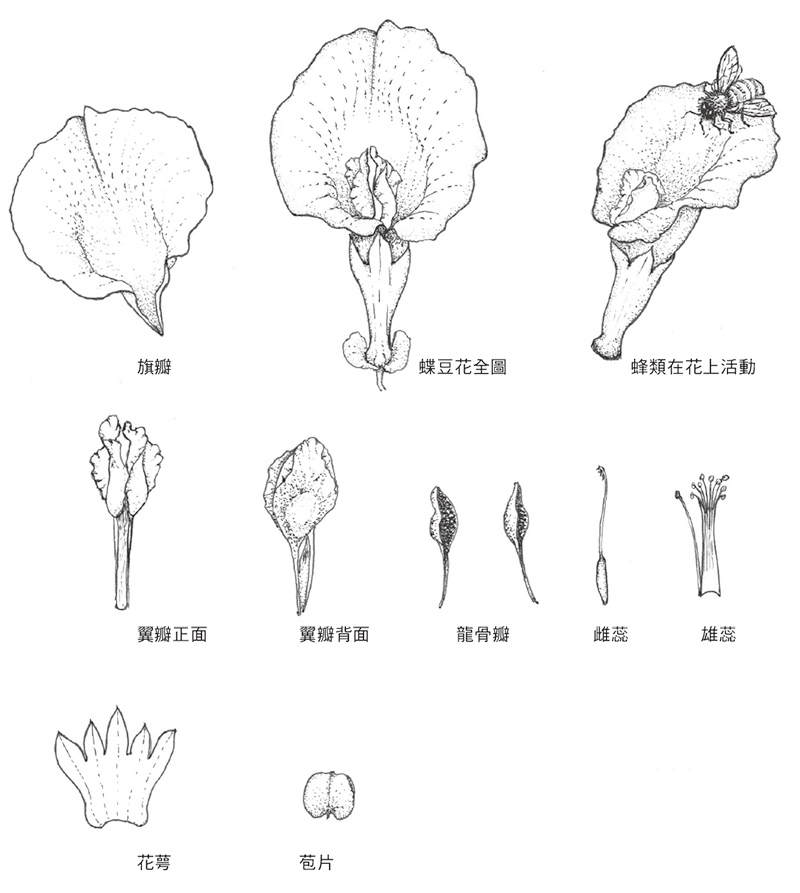 以蝶豆花為例，傳粉昆蟲與蝶形花作用示意圖。