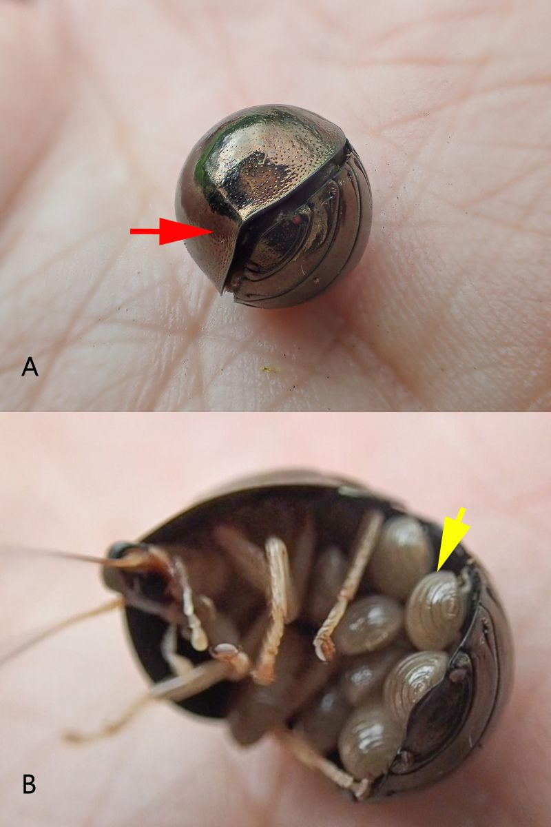 攜幼照顧的球蠊（Perishaerus sp.）。上圖 A：捲曲成球形狀態，紅色箭號為頭部位置；下圖 B：活動狀態，黃色箭號為若蟲。