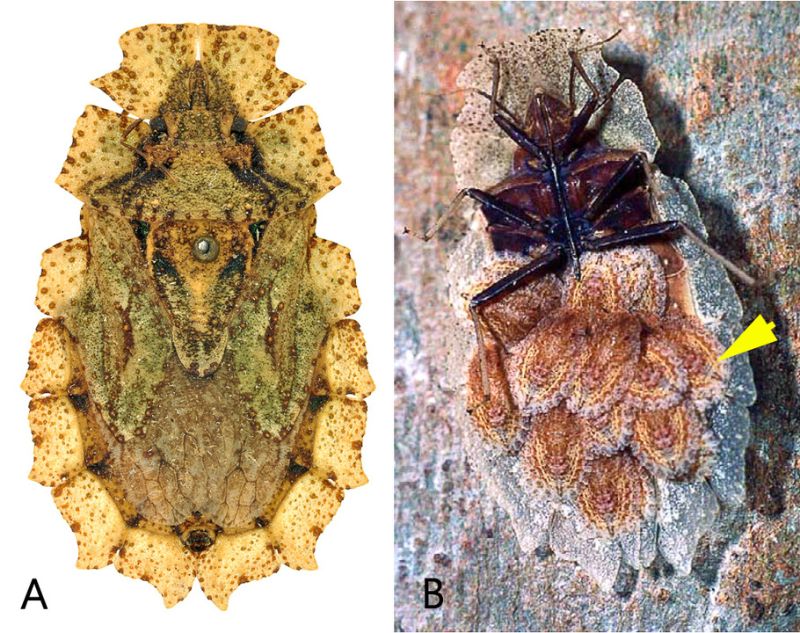 攜幼照顧的南美樹皮蝽（Phloea subquadrata）。左圖 A：扁平並帶有像地衣般的外觀 （Dávid Rédei攝）；右圖 B：20 隻 1 齡若蟲（黃色箭號）攀附在雌性腹部區域 （圖／左圖 Dávid Rédei 攝影；右圖取材自 Guilbert 2003 文章）。