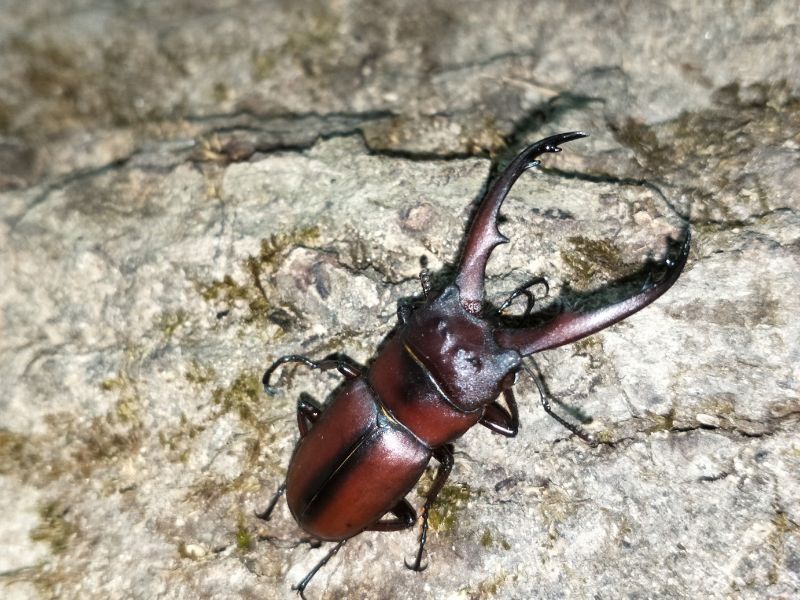 簡金斯鋸鍬（Prosopocoilus jenkinsii （Westwood））