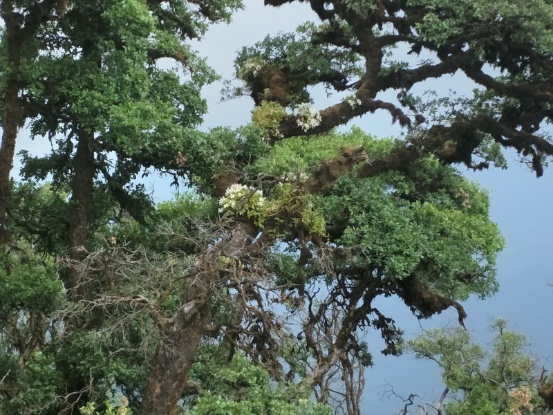 森林裡滿是附生植物